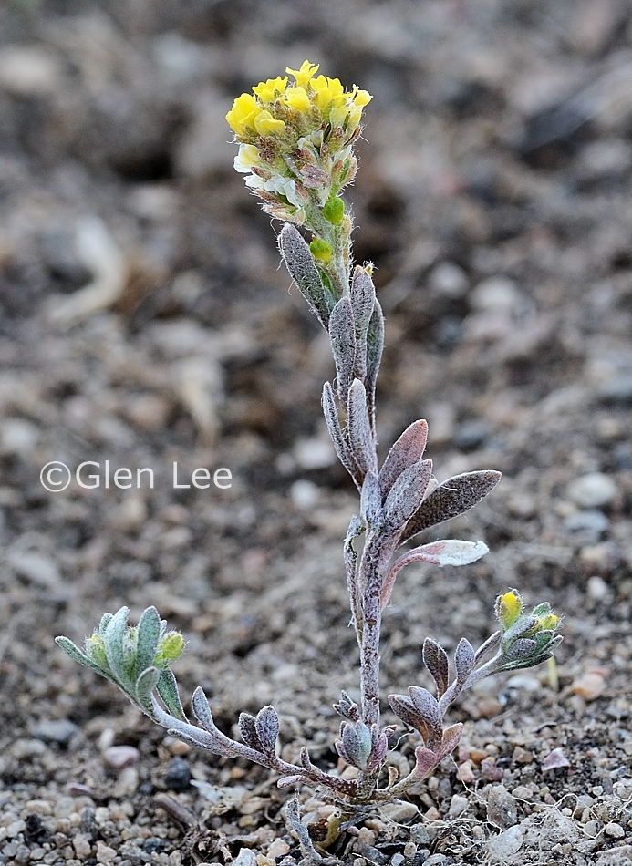 Alyssum desertorum photos Saskatchewan Wildflowers